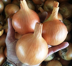 Лук репчатый Золотистый Семко F1