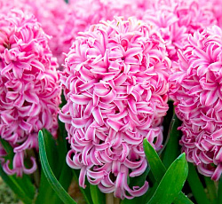 Гиацинт (садовый) - Пинк Перл