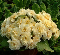 Примула (обыкновенная) - Гернси Крим (Люкс)