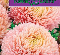 Астра Хризантелла Жемчужный восторг