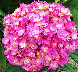 Гортензия (крупнолистная) - Ю энд ми тугезе (Люкс)