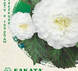 Бегония клубневая Фортуна Вайт F1