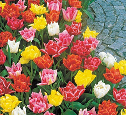 Тюльпан (Махровый ранний) - Смесь окрасок