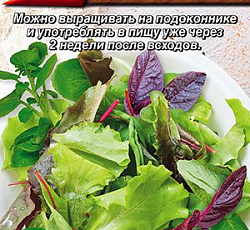 Бэби салат Калифорния смесь