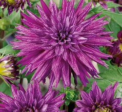 Георгина (бахромчатая) - Страйпт Амбишн