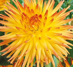 Георгина (кактусовая) - Спассмахер