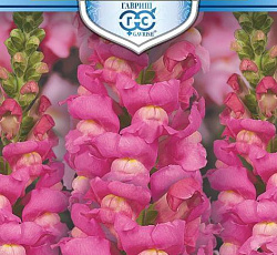 Антирринум (Львиный зев) Розовый лев