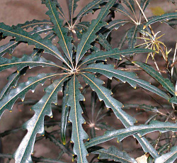 Дизиготека изящная