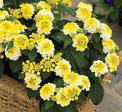 Лантана камара Любава