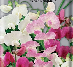 Чина широколистная Смесь окрасок
