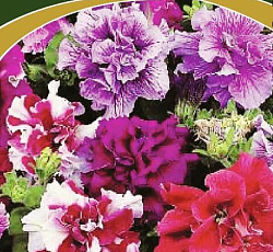 Петуния махровая Многоцветковая Дуо смесь окрасок