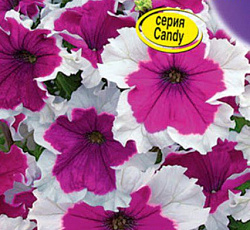 Петуния Пикоти Вельвет F1 (многоцветковая)
