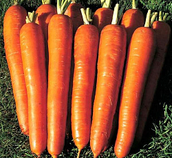Морковь Витаминная 6
