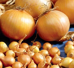 Лук-севок Центурион F1