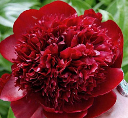 Пион (травянистый) - Ред Чарм (Люкс)