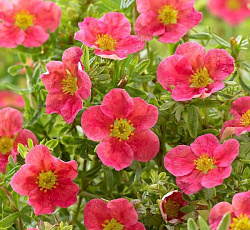 Лапчатка (кустарниковая) - Данни Бой