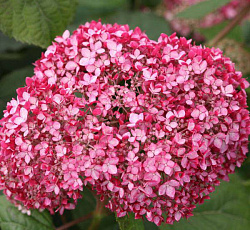 Гортензия (древовидная) - Мэджикал Пинкербелл (Люкс)