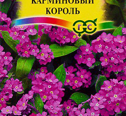 Незабудка Карминовый король