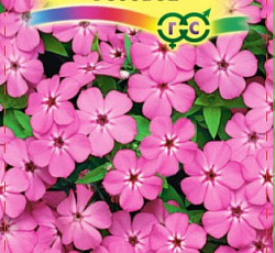 Флокс Друммонда Очарование розовое