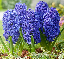 Гиацинт (махровый) - Кристал Пэлас (Люкс)