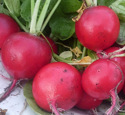 Редис Детский
