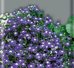 Лобелия Голубой бриз