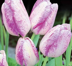 Тюльпан (Многоцветковый) - Модерн Стайл