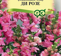 Львиный зев (Антирринум) Ди Розе