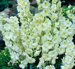 Дельфиниум (высокий) - Санглем