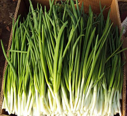 Лук батун Лонг Токио (на перо)