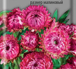 Гелихризум Королевский размер малиновый