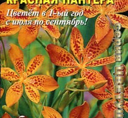 Лилия Леопардовая Красная пантера