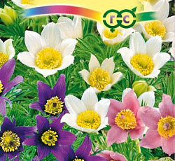 Прострел Сон-трава смесь