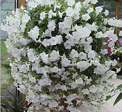 Петуния ампельная Опера Белая