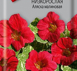 Настурция Низкорослая Аляска малиновая