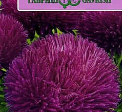 Астра Джувел Аметист