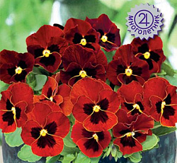 Фиалка рогатая Эдмаер Ред Блотч