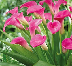 Калла - Гарнет Глоу (Патио)