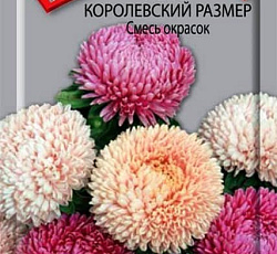 Астра Королевский размер Смесь окрасок