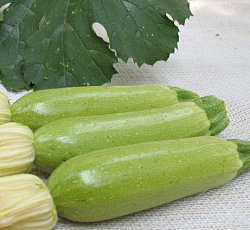 Кабачок Суха F1