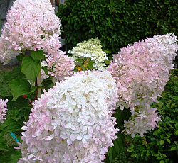 Гортензия (метельчатая) - Фантом
