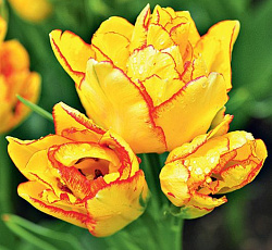 Тюльпан (Многоцветковый) - Акилла