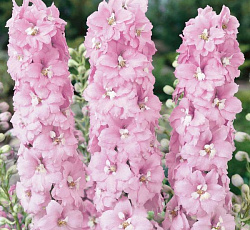 Дельфиниум (гибридный) - Петтикоут