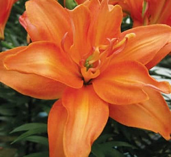 Лилия (азиатская махровая) - Себ Латте