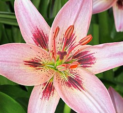 Лилия (азиатская) - Леди Элайн