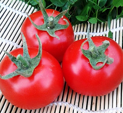 Томат Катя F1