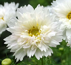 Космея Махровая Психе вайт