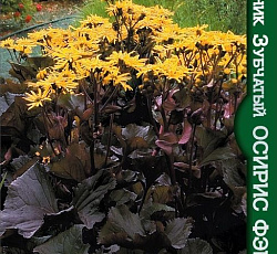 Бузульник зубчатый Осирис Фэнтези