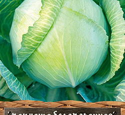 Капуста белокочанная Мидор F1