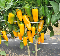 Перец сладкий Апельсин желтый